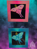 Mothmama Set